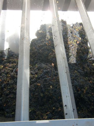 Ruta del Vino en Jumilla. 12/10/2013 - 125