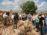 ruta-vino-jumilla - Foto 118
