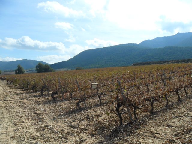 2. Ruta del Vino en Jumilla. 12/10/2013  - 59