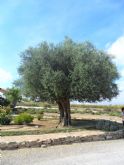 ruta-vino-jumilla2 - Foto 53